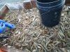 Risky Business Shrimping & Crabbing Charters