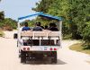 Back Beach Wild Horse Tours