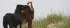 Corolla Wild Horse Fund