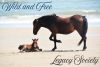 Corolla Wild Horse Fund
