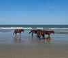 Bob's Corolla Wild Horse Tours