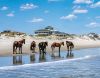 Back Beach Wild Horse Tours