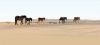 Corolla Wild Horse Tours